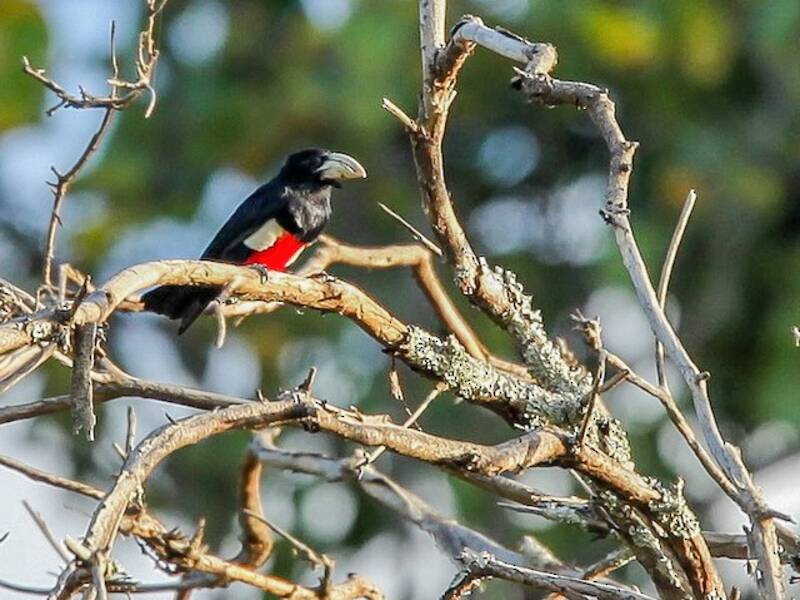 Barbet à poitrine noire, Photos 2