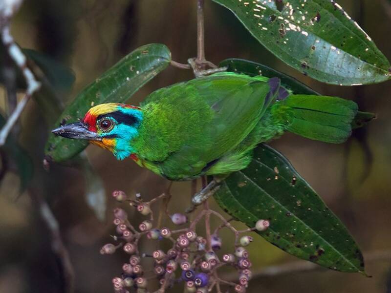 Schwarzbrauen-Bartvogel, Fotos 3