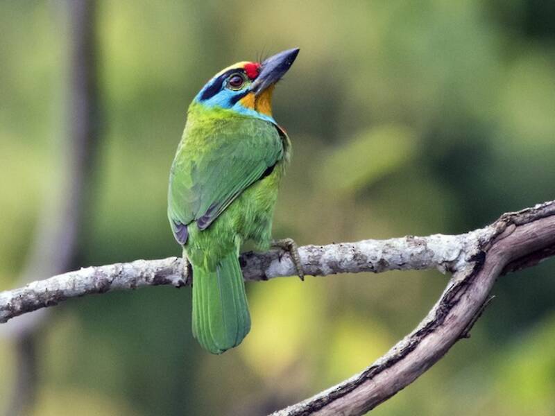 Schwarzbrauen-Bartvogel, Fotos 2