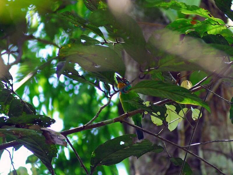 Schwarzbrauen-Bartvogel, Fotos 4