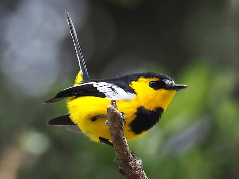 Black-breasted Boatbill, Photos 3