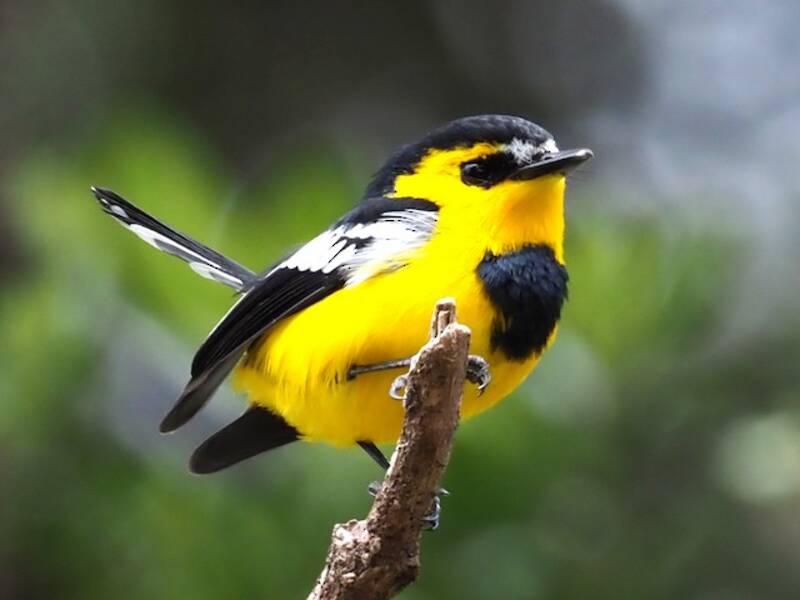 Black-breasted Boatbill