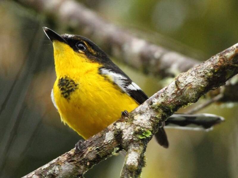 Black-breasted Boatbill, Photos 2