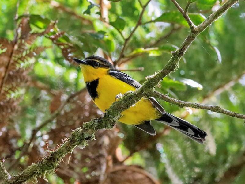 Black-breasted Boatbill, Photos 4