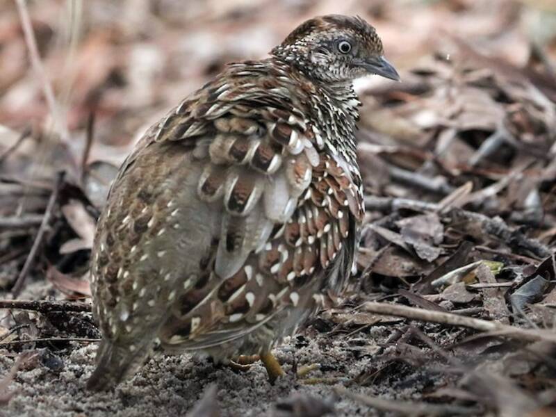 Black-breasted Buttonquail (Turnix melanogaster)