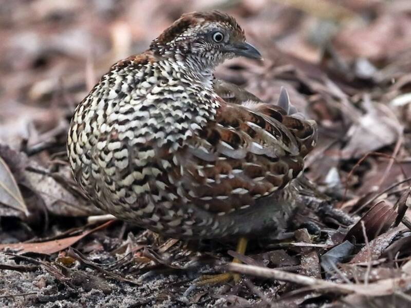 Black-breasted Buttonquail, Photos 2