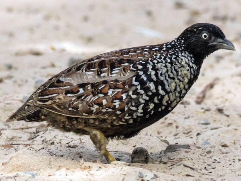 Black-breasted Buttonquail, Photos 4