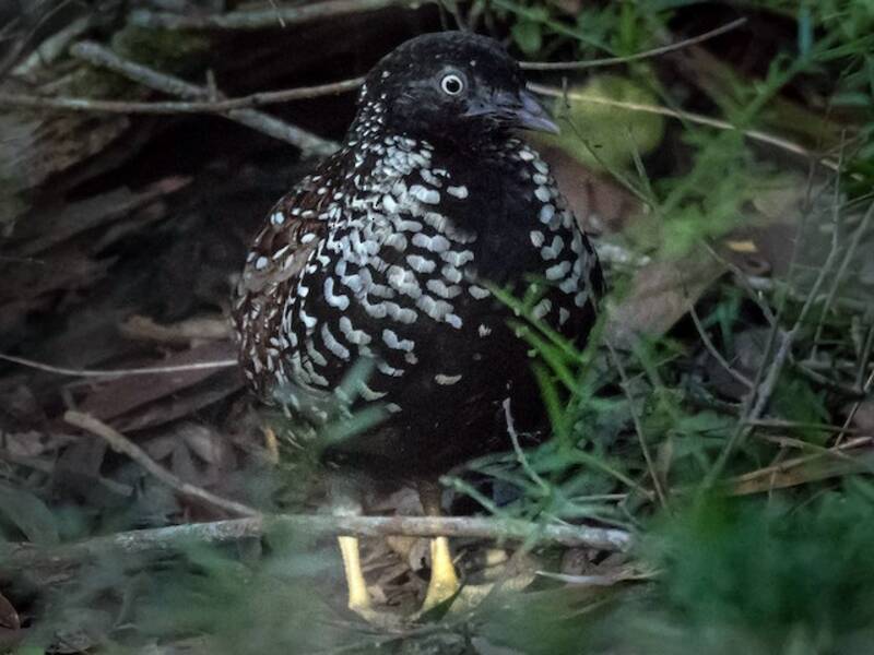Black-breasted Buttonquail, Photos 3