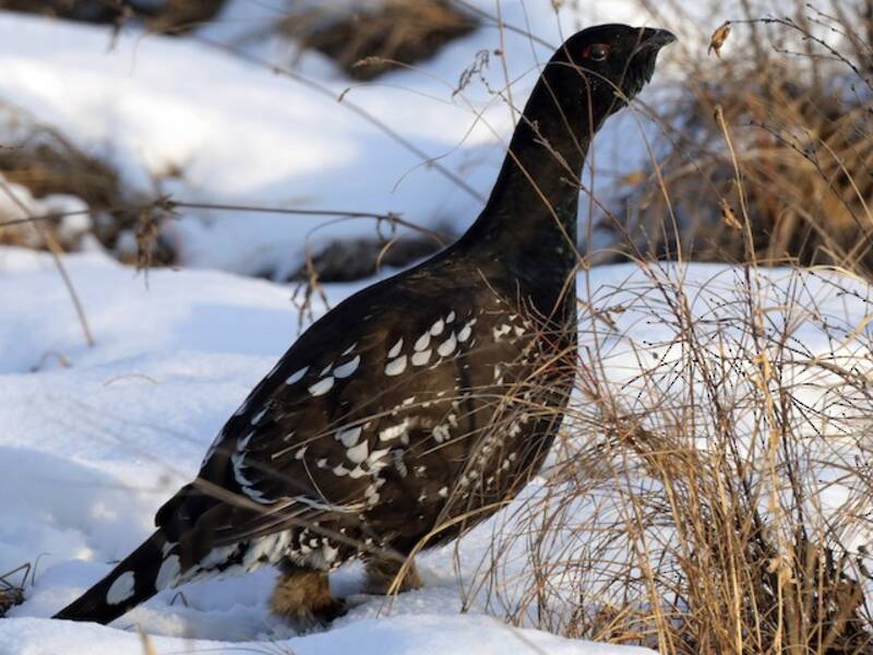 Gallo cedrone dal becco nero