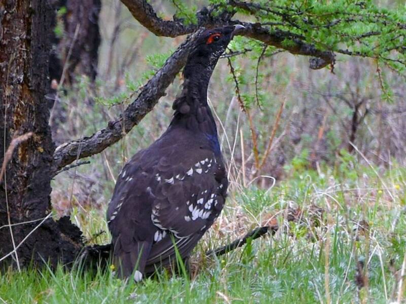 Gallo cedrone dal becco nero, Foto 2