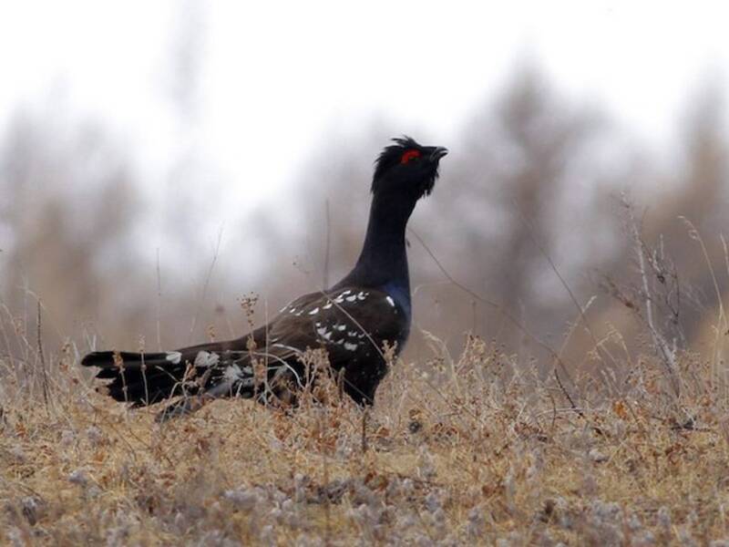 Gallo cedrone dal becco nero, Foto 4