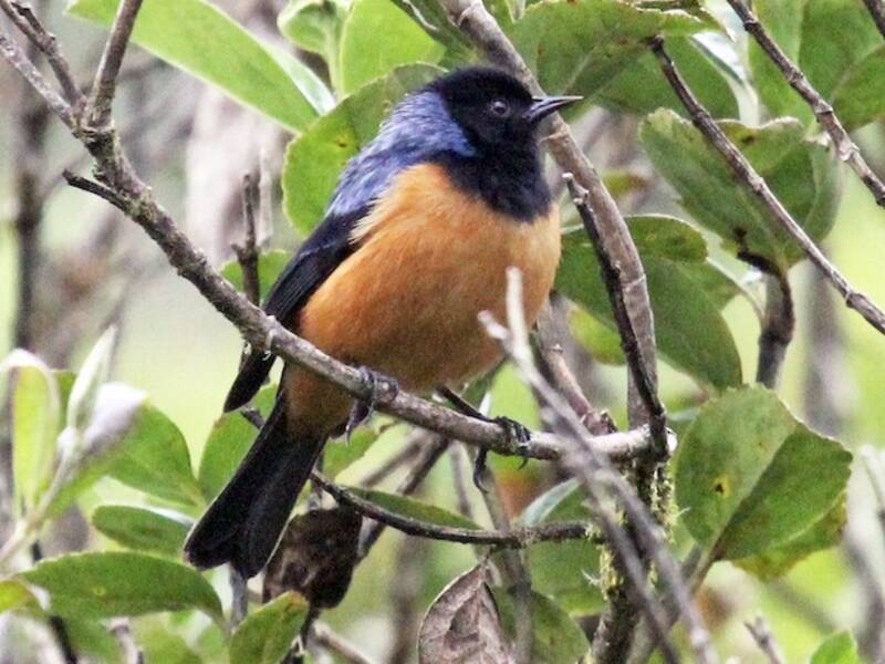 Conirostro dorsoceruleo