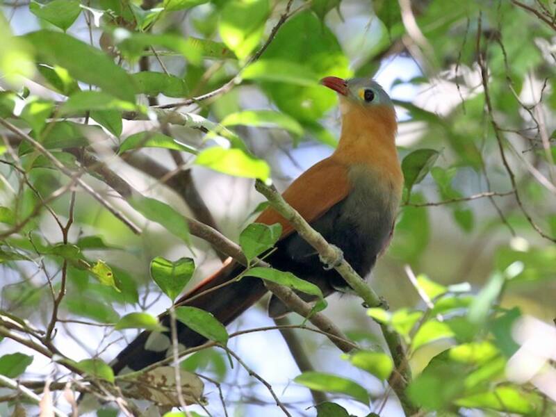 Cuco Ventrinegro, Fotos 4