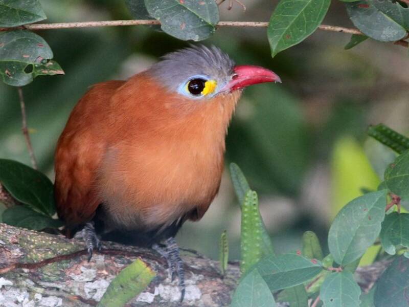 Cuco Ventrinegro