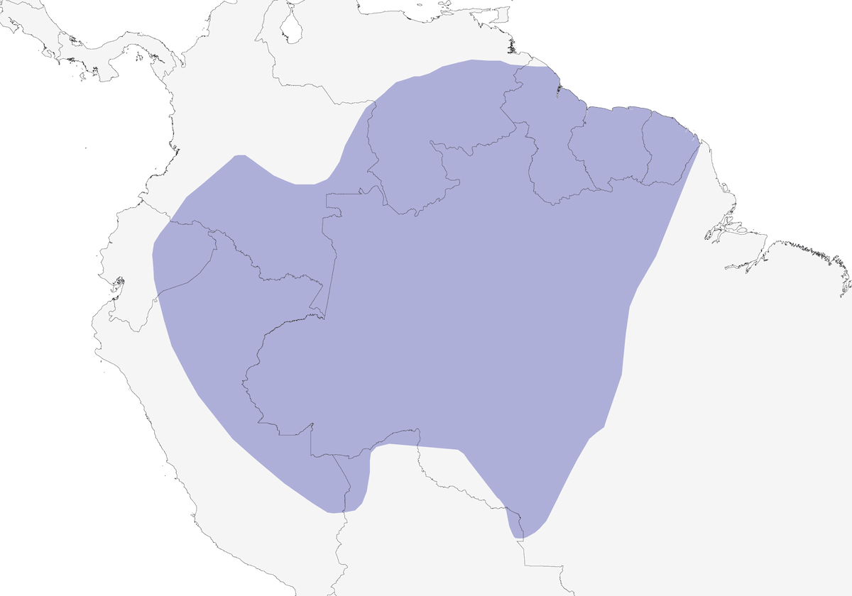 Cuco Ventrinegro, Distribución 1