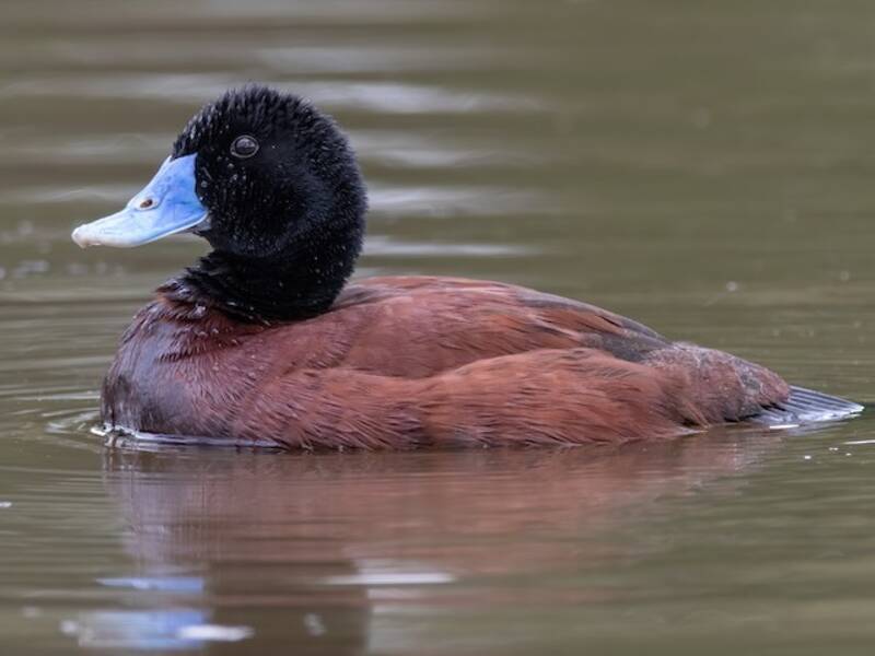 Blue-billed Duck, Photos 3