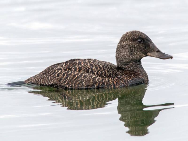 Blue-billed Duck, Photos 4