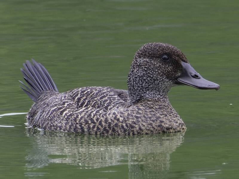 Blue-billed Duck, Photos 2