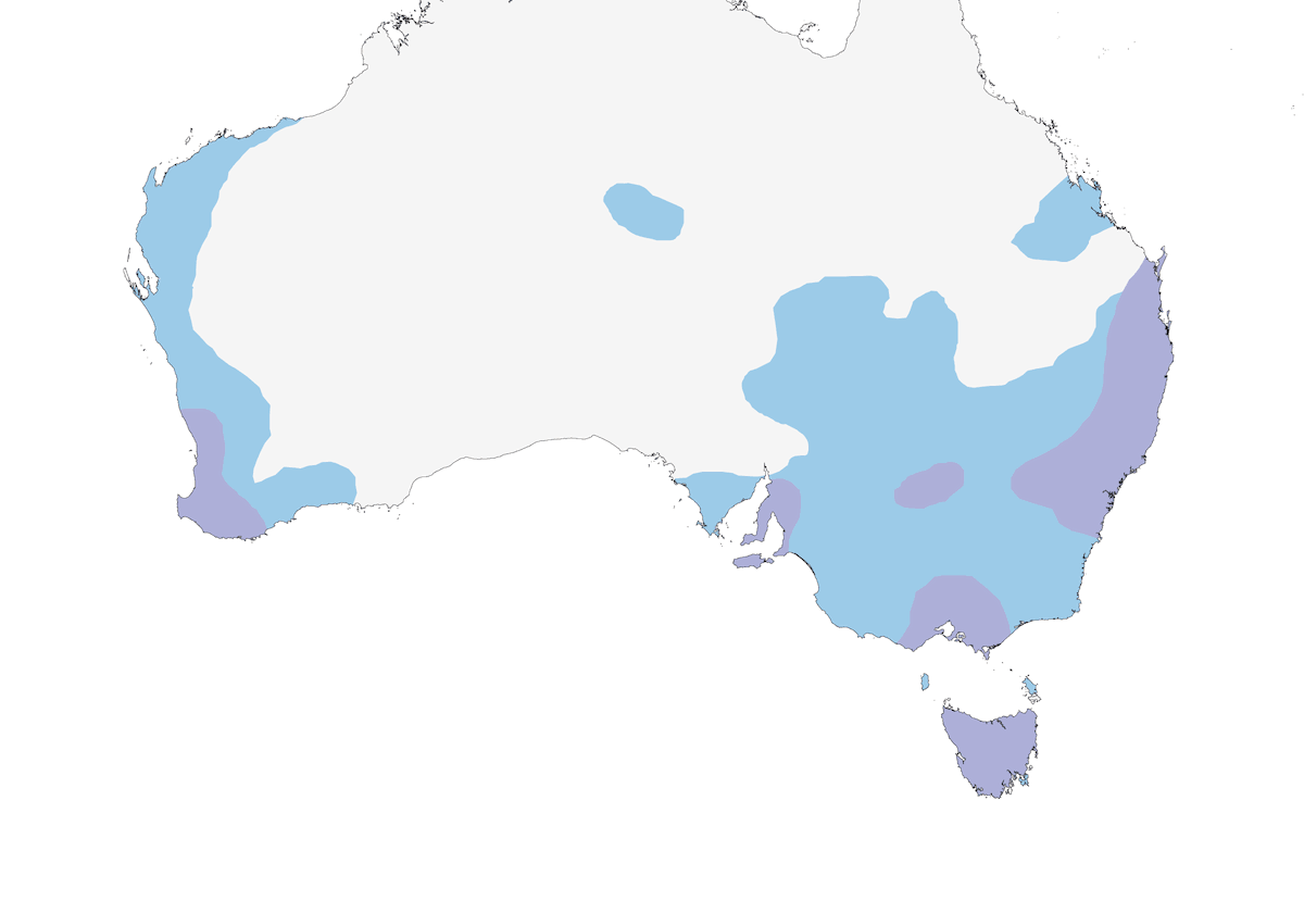 Blue-billed Duck, Distribution 1