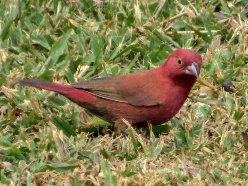 Amaranta ventrinegra, Fotos 3