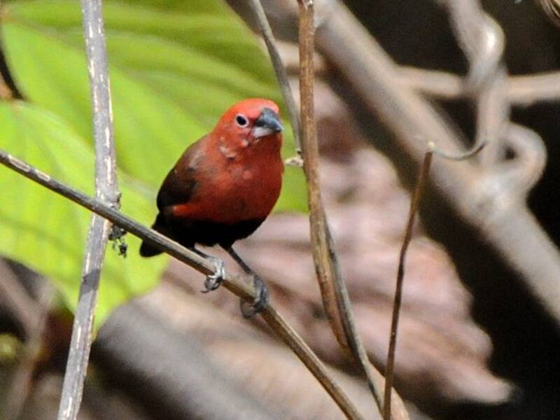 Amaranta ventrinegra, Fotos 2