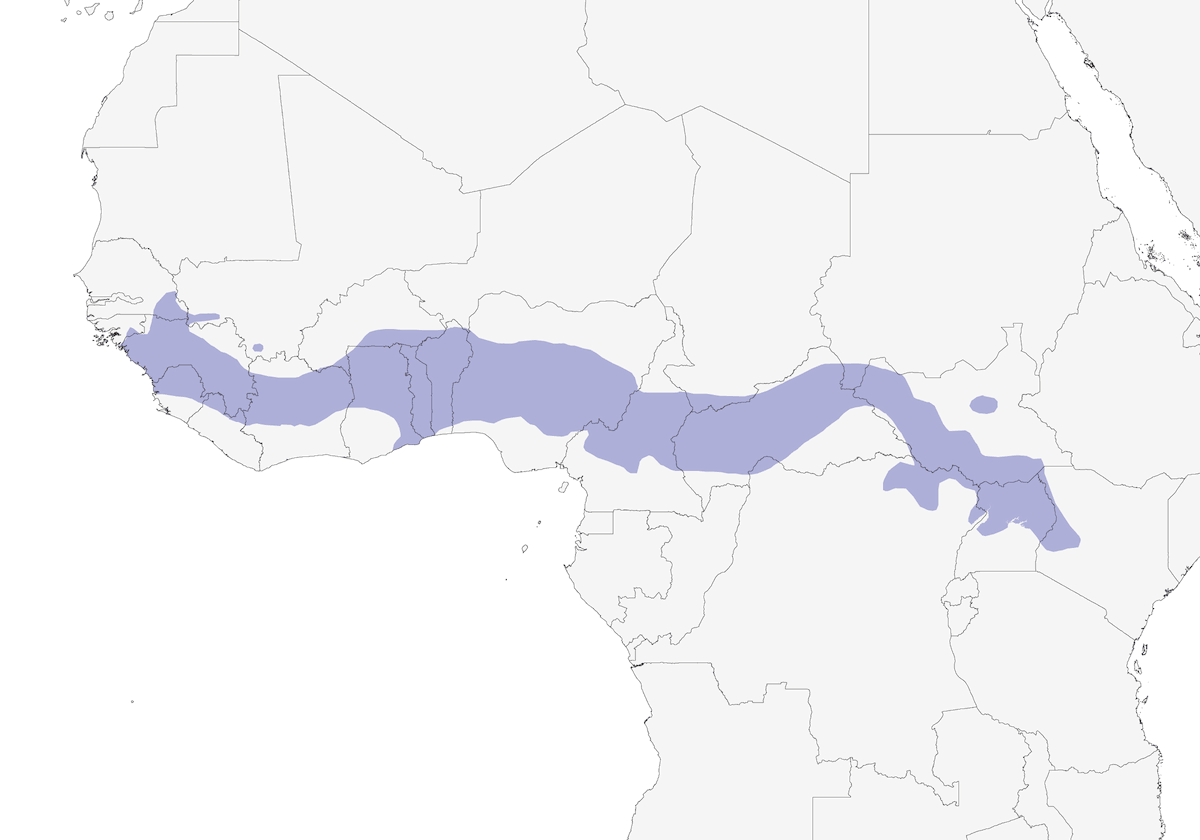 Amaranta ventrinegra, Distribución 1