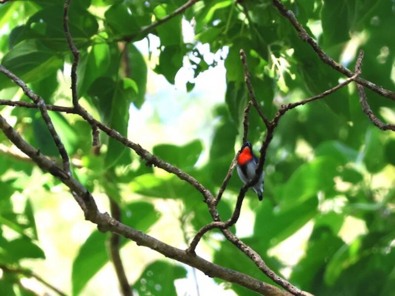 Picaflor de Sumba, Fotos 3