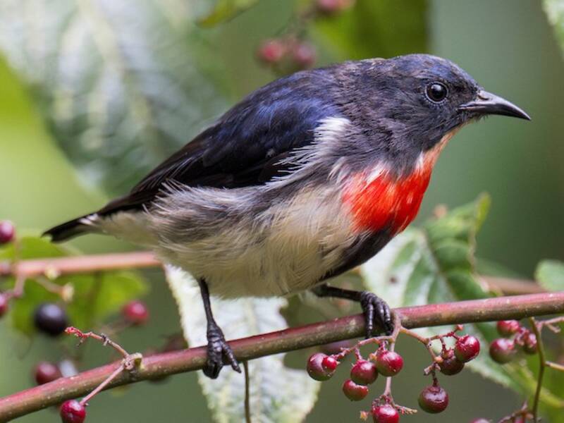 Javan Flowerpecker, Photos 4