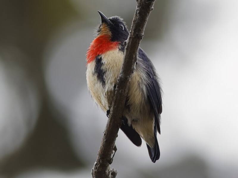 Javan Flowerpecker, Photos 3