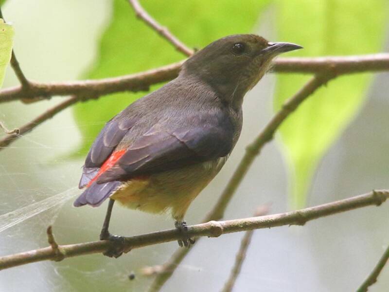 Javan Flowerpecker, Photos 2