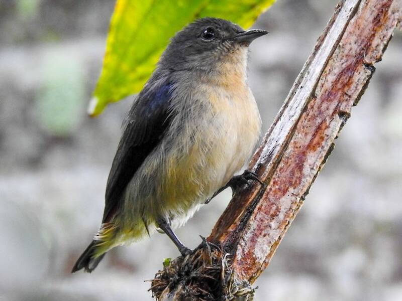 Javan Flowerpecker