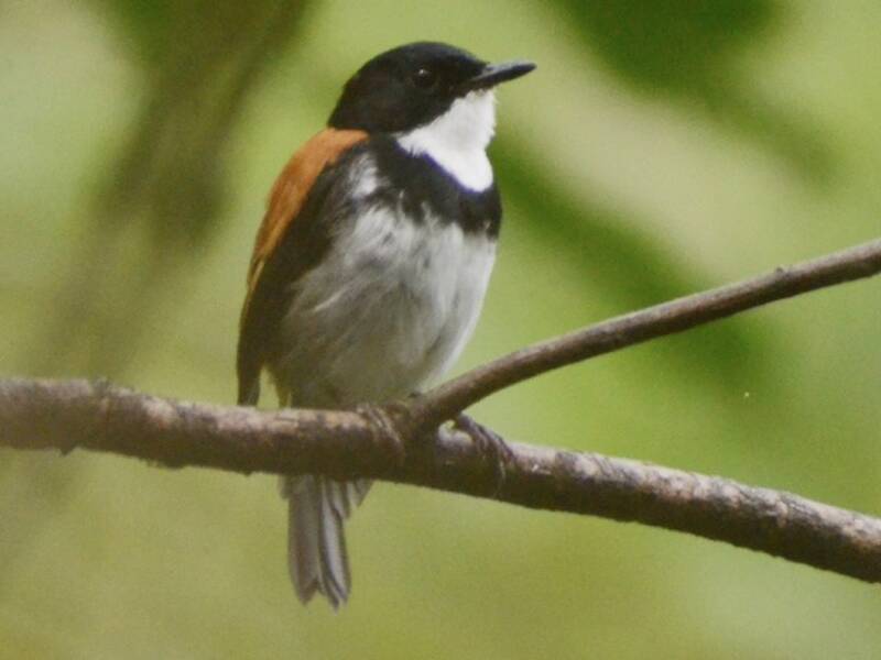 Black-banded Flycatcher, Photos 3