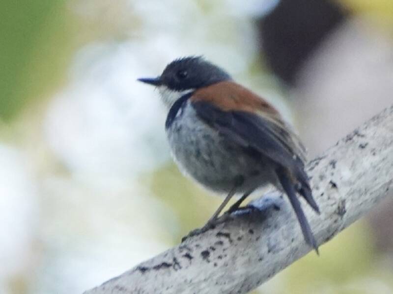 Black-banded Flycatcher