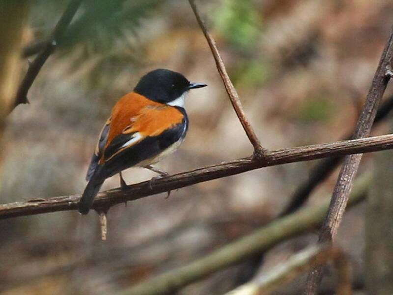 Black-banded Flycatcher, Photos 2