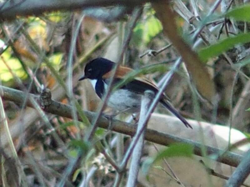 Black-banded Flycatcher, Photos 4