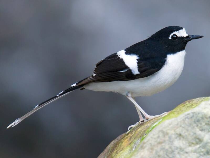 Black-backed Forktail, Photos 2