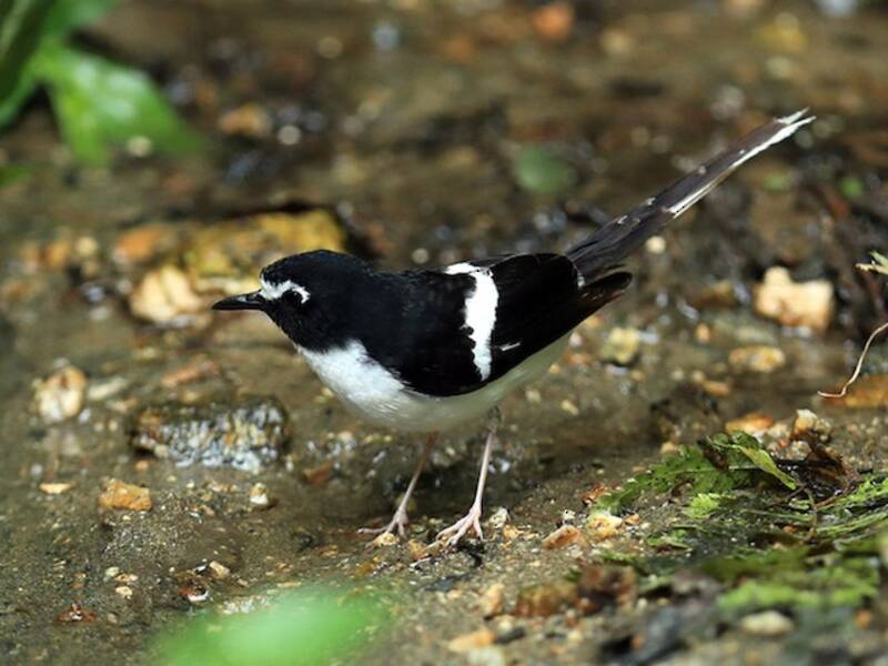 Black-backed Forktail, Photos 3
