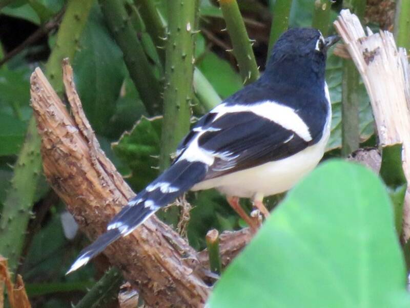 Black-backed Forktail, Photos 4