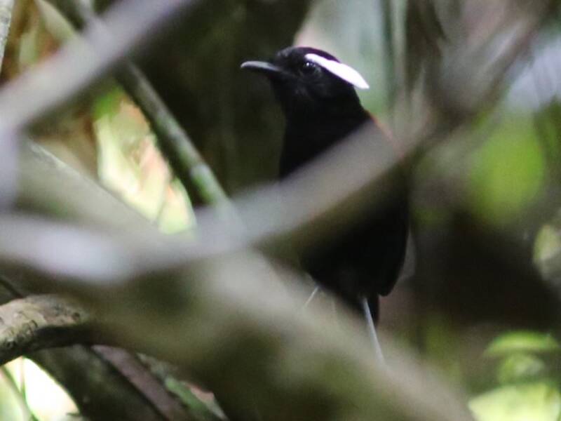 Black-bellied Gnateater, Photos 2