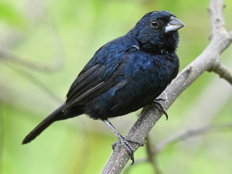 Blue-black Grassquit, Photos 3