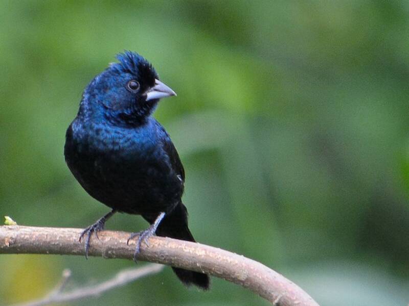 Blue-black Grassquit, Photos 2