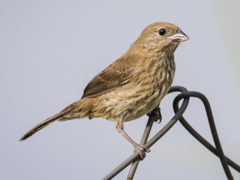 Blue-black Grassquit, Photos 4