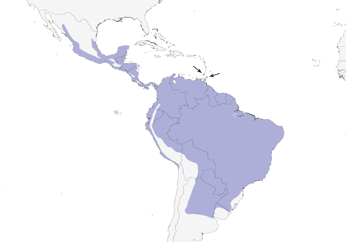 Blue-black Grassquit, Distribution 1