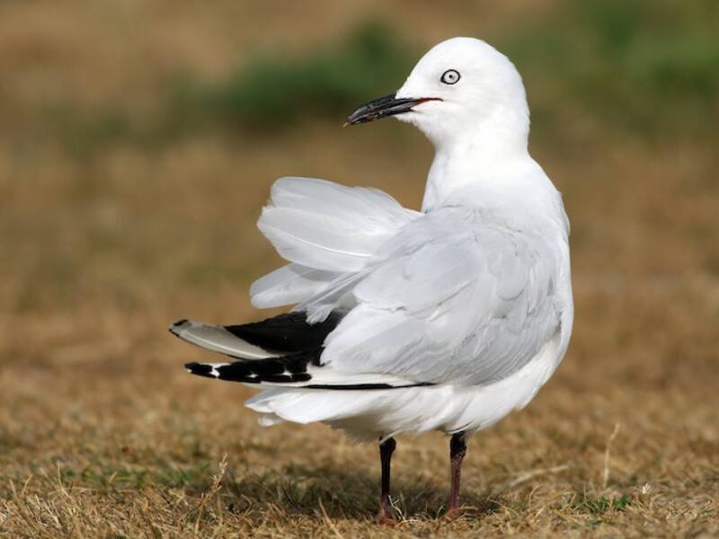 Black-billed Gull (Chroicocephalus bulleri)