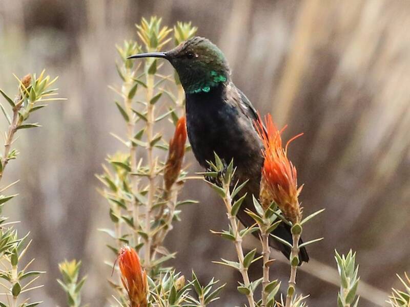 Black-breasted Hillstar, Photos 2