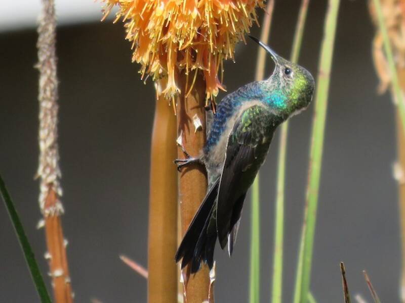 Black-breasted Hillstar, Photos 3