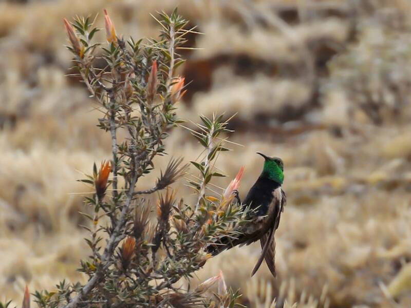 Black-breasted Hillstar