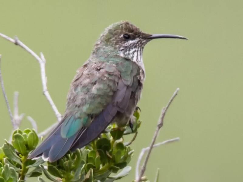 Black-breasted Hillstar, Photos 4
