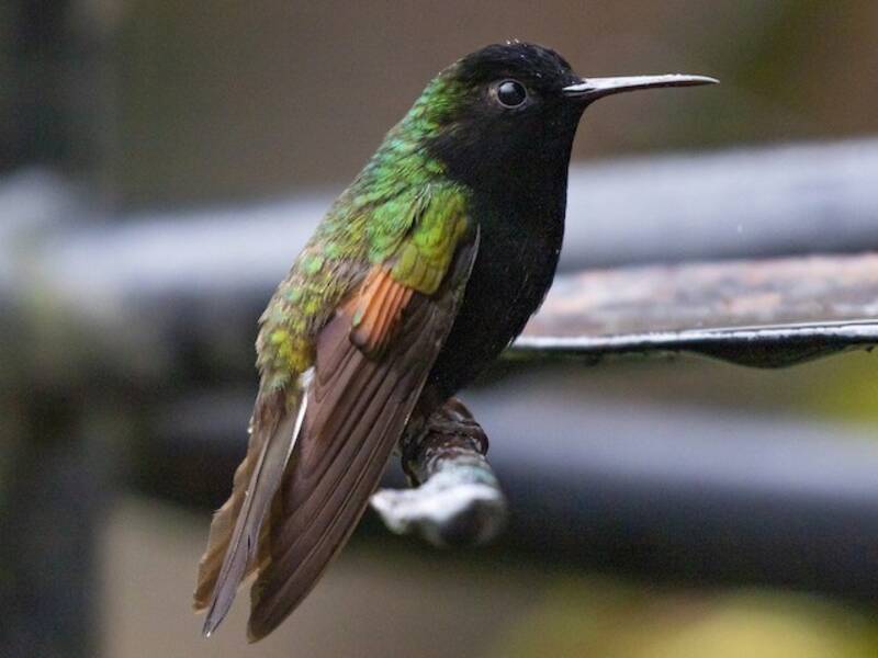 Black-bellied Hummingbird, Photos 1