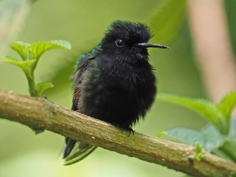 Black-bellied Hummingbird, Photos 2
